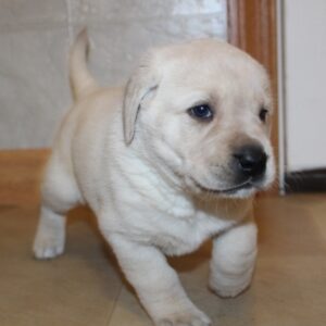 Labrador Retriever Puppy ( Pumpkin)