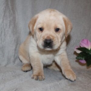 Labrador Retriever Puppy ( Trudy)