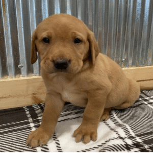Labrador Retriever Puppy ( Apollo)
