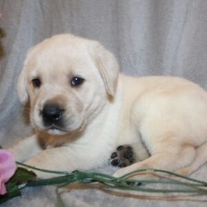 Labrador Retriever Puppy ( Maisy)
