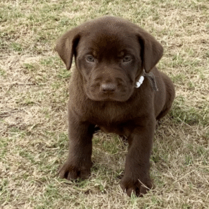 Labrador Retriever Puppy ( Ash)