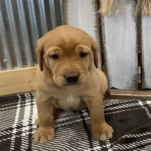 Labrador Retriever Puppy ( Ace)