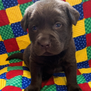 Labrador Retriever Puppy  ( SOLD )