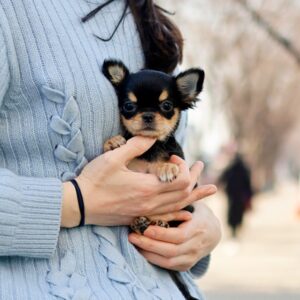 Chihuahua Puppy ( SOLD )