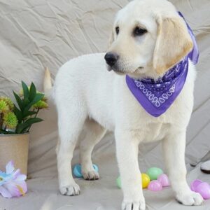 Labrador Retriever Puppy ( Layla)