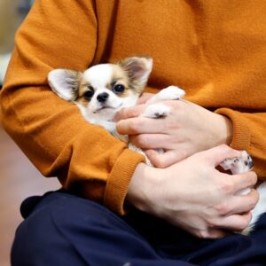 Chihuahua Puppy ( SOLD )
