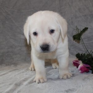 Labrador Retriever Puppy ( Kirby)