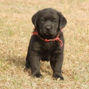 Labrador Retriever Puppy ( Pete)