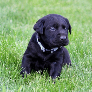 Labrador Retriever Puppy  ( SOLD )