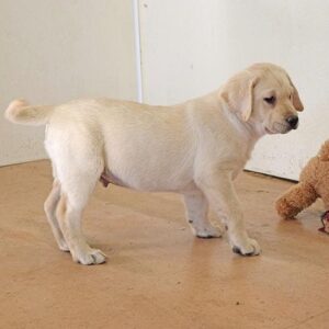 Labrador Retriever Puppy ( Teddy)