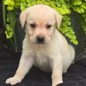 Labrador Retriever Puppy  ( SOLD )