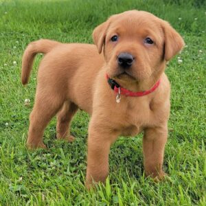 Labrador Retriever Puppy ( Charlie)
