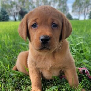 Labrador Retriever Puppy  ( SOLD )