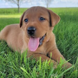 Labrador Retriever Puppy  ( SOLD )
