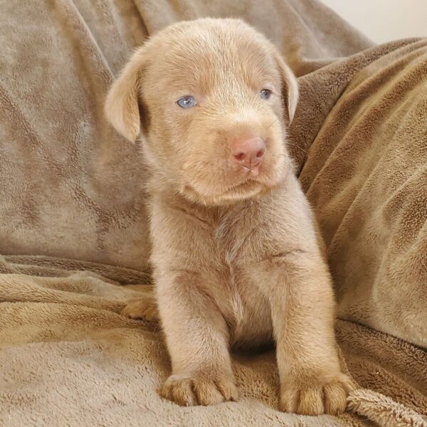 Labrador Retriever Puppy  ( SOLD )