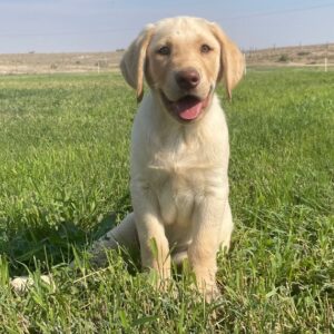 Labrador Retriever Puppy  ( SOLD )