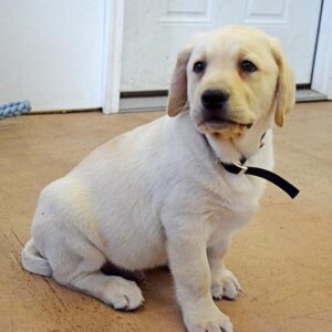Labrador Retriever Puppy ( Winston)