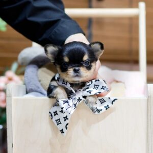 Chihuahua Puppy ( SOLD )