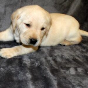 Labrador Retriever Puppy ( Hank)