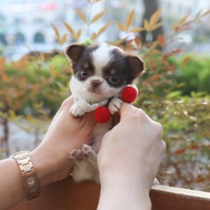 Chihuahua Puppy ( SOLD )